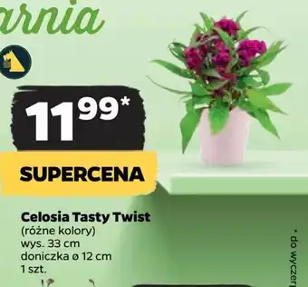 Celosia Tasty Twist