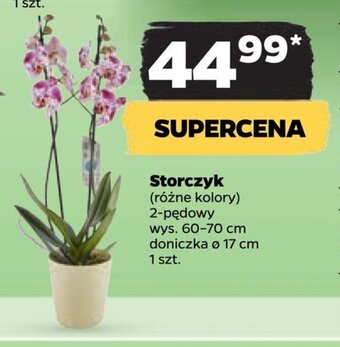 Netto Storczyk oferta