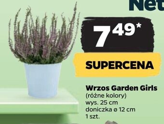 Netto Wrzos Garden Girls oferta