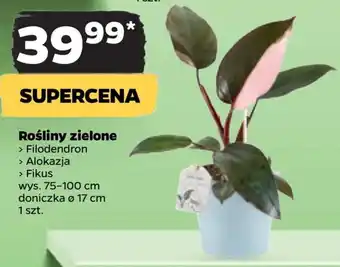Rośliny zielone