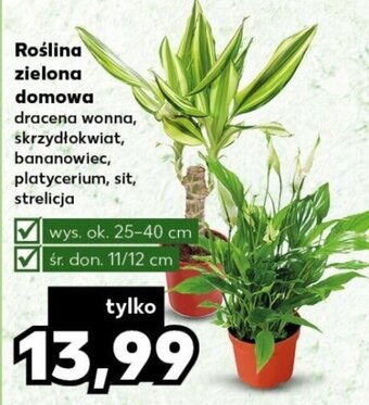 Kaufland Roślina zielona domowa oferta