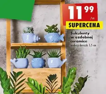 Biedronka Sukulenty w ozdobnej ceramice oferta