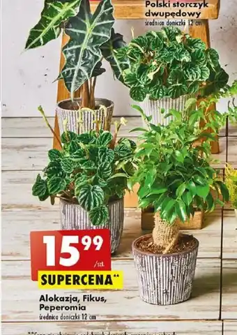 Biedronka Alokazja, Fikus, Peperomia oferta