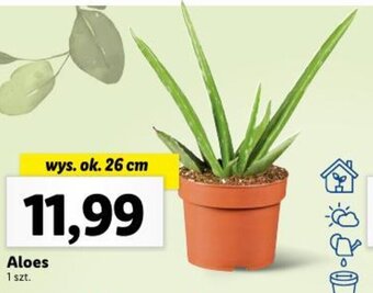 Lidl Aloes wys. ok. 26 cm oferta