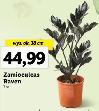 Lidl Zamioculcas Raven wys. ok. 38 cm oferta