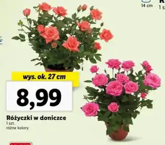 Różyczki w doniczce wys. ok. 27 cm