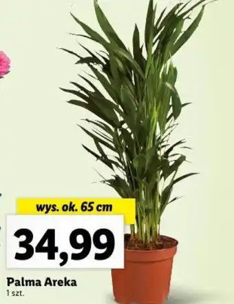 Lidl Palma Areka wys. ok. 65 cm oferta