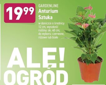 ALDI Anturium oferta