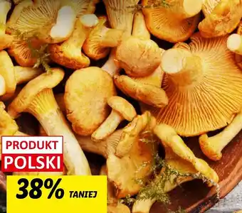 Lidl Kurki oferta