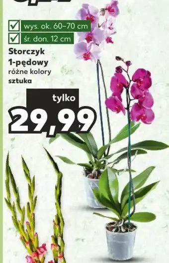 Kaufland Storczyk 1-pędowy sztuka oferta