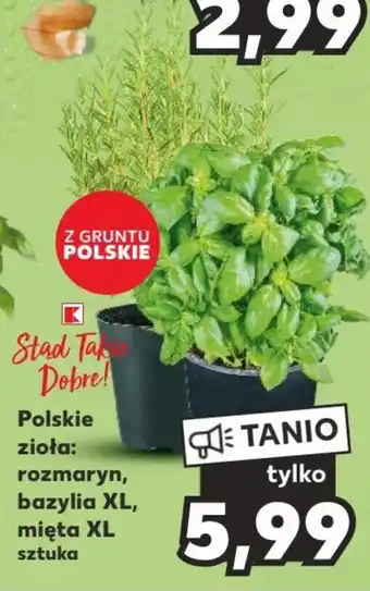 Kaufland Polskie zioła: rozmaryn, bazylia XL, mięta XL sztuka oferta