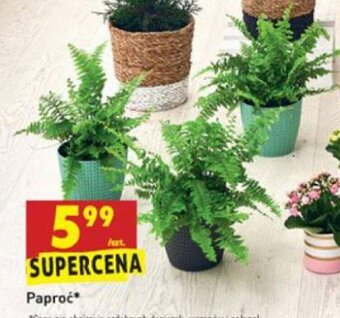 Biedronka Paproć oferta