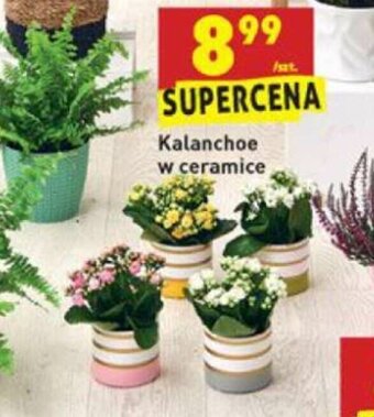 Biedronka Kalanchoe w ceramice oferta