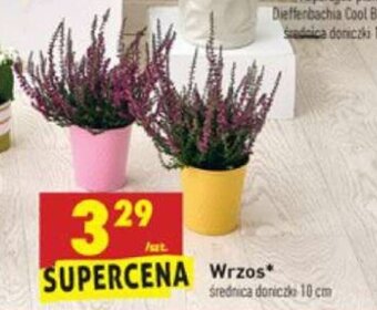 Biedronka Wrzos oferta