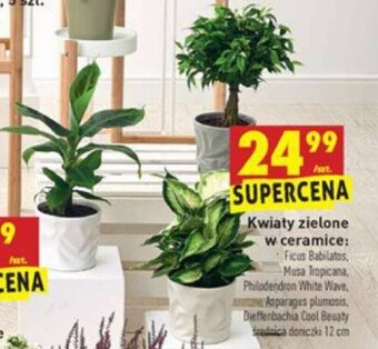 Biedronka Kwiaty zielone w ceramice oferta