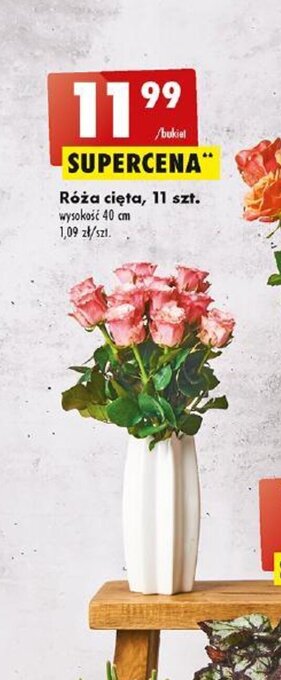 Biedronka Róża cięta, 11 szt. oferta