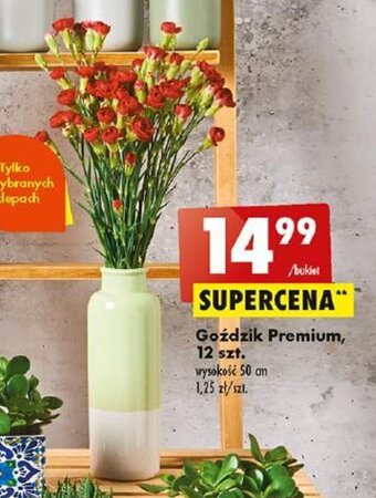 Biedronka Goździk Premium, 12 szt. oferta
