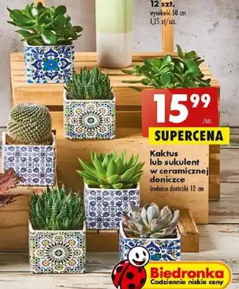 Biedronka Kaktus lub sukulent w ceramicznej doniczce szt. oferta