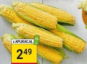 Stokrotka Kukurydza oferta