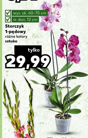 Kaufland Storczyk 1-pędowy oferta
