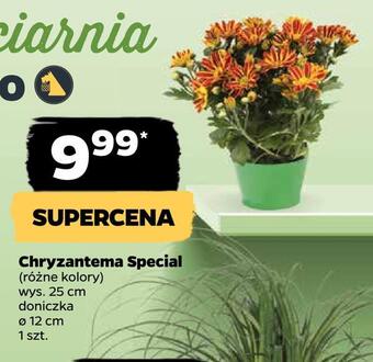 Netto Chryzantema special oferta