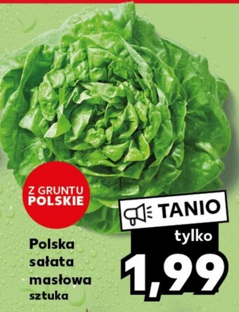 Kaufland Sałata masłowa oferta