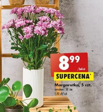 Biedronka Margaretka, 5 szt. oferta