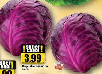 Topaz Kapusta czerwona oferta
