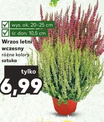 Kaufland Wrzos letni wczesny sztuka oferta