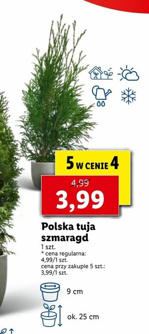 Lidl Polska tuja szmaragd oferta