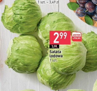 Stokrotka Sałata lodowa oferta