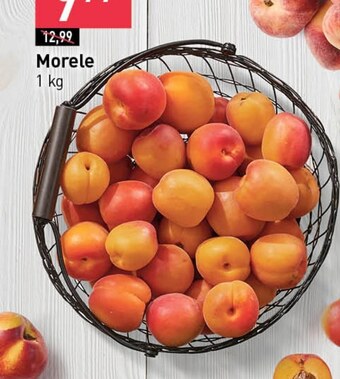 Stokrotka Morele oferta