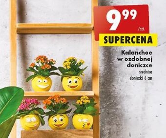 Biedronka Kalanchoe w ozdobnej doniczce oferta