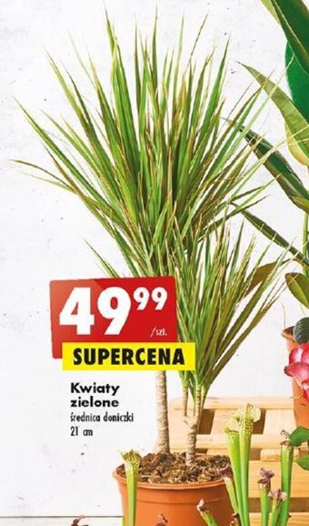 Biedronka Kwiaty zielone oferta