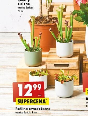 Biedronka Roślina owadożerna oferta
