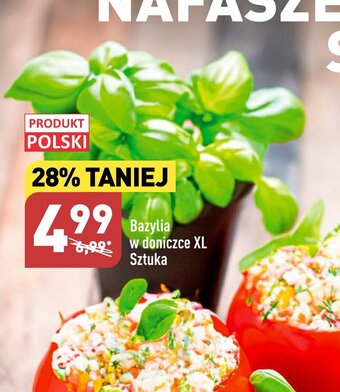 ALDI Bazylia w doniczce XL Sztuka oferta