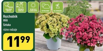 ALDI Rozchodnik mix Sztuka oferta