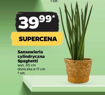 Netto Sansewieria cylindryczna spaghetti oferta