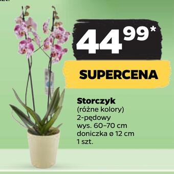 Netto Storczyk oferta