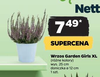 Netto Wrzos garden girls xl oferta