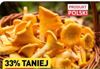 ALDI Kurki oferta