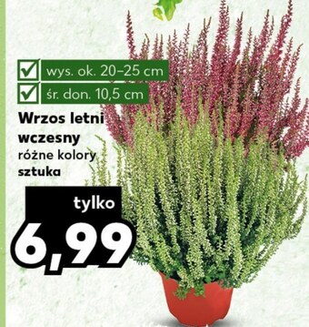 Kaufland Wrzos oferta