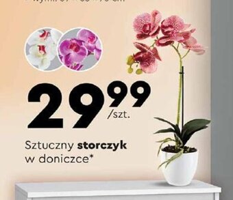 Biedronka Sztuczny storczyk w doniczce oferta