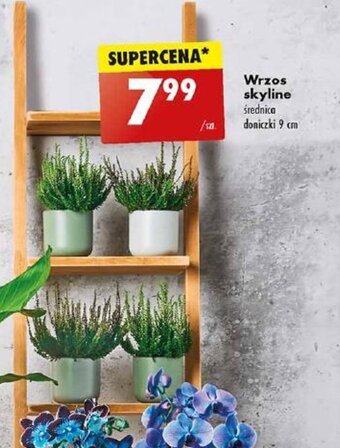 Biedronka Wrzos skyline oferta