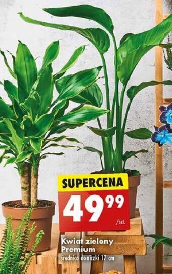 Biedronka Kwiat zielony Premium oferta