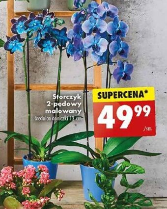 Biedronka Storczyk 2-pędowy malowany oferta