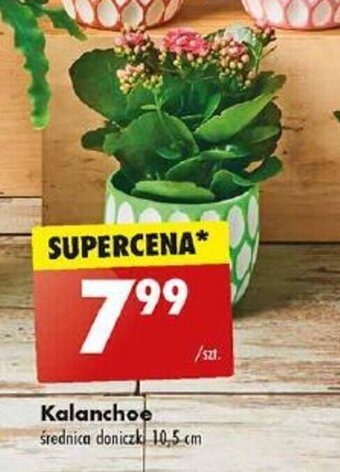 Biedronka Kalanchoe oferta