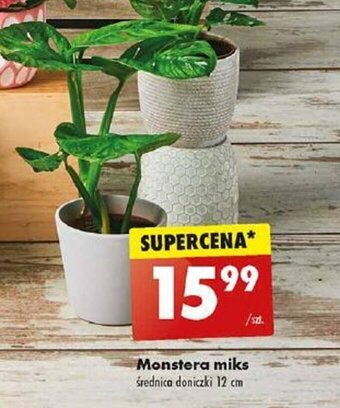 Biedronka Monstera miks oferta