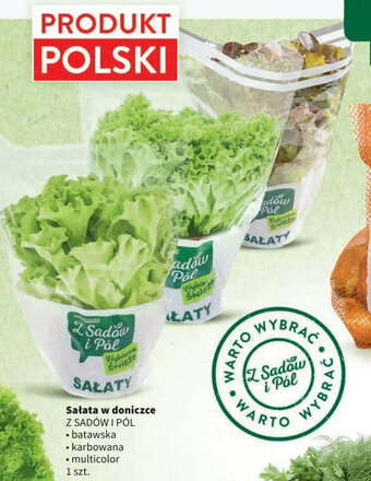 Intermarche Sałata w doniczce Z SADÓW I PÓL oferta