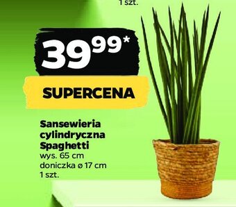 Netto Sanseveria cylindrica spaghetti oferta